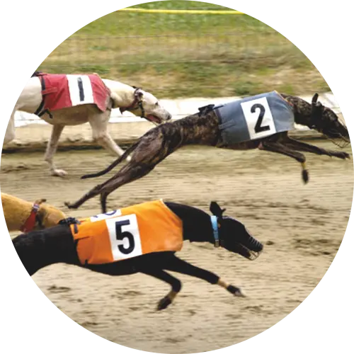 Galgos 1