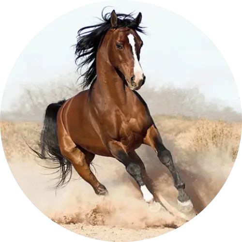 Hipismo (Cavalo) 1
